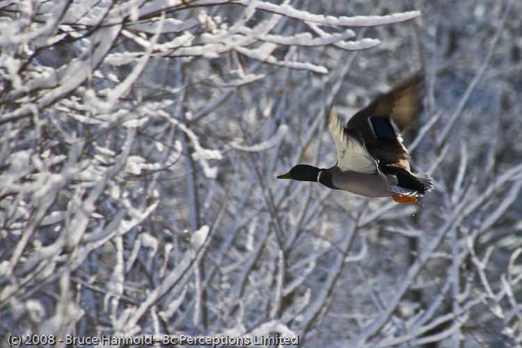 MALLARD'S FLIGHT